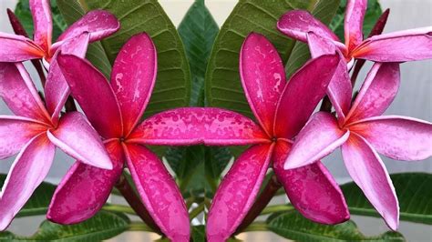 watering plumeria plants